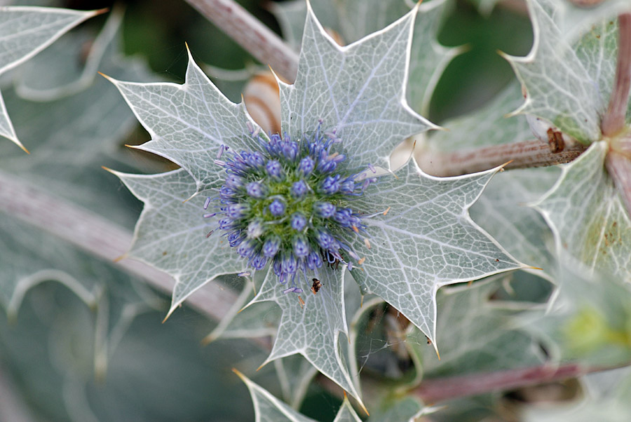 Eryngium maritimum / Calcatreppola marittima